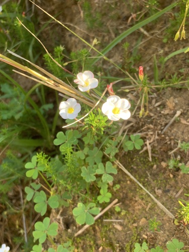 Oxalis tenuifolia, photograph 3