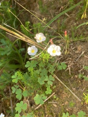 Oxalis tenuifolia, photograph (c) Dave Richardson, some rights reserved (CC BY)