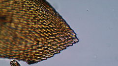 Scleropodium cespitans