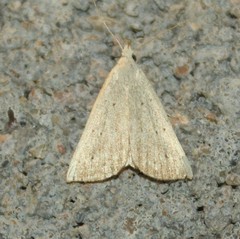 Macrochilo louisiana