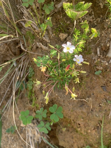 Oxalis tenuifolia, photograph 4