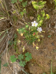 Oxalis tenuifolia, photograph (c) Dave Richardson, some rights reserved (CC BY)