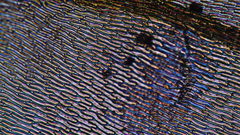 Scleropodium cespitans