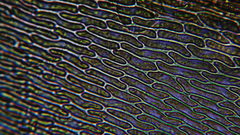 Scleropodium cespitans