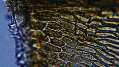 Scleropodium cespitans