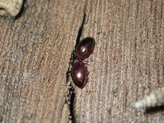 Scaphidema metallicum