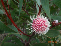 Hakea laurina