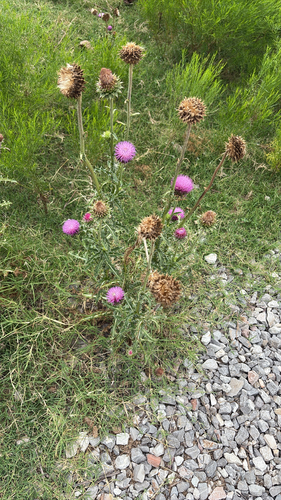 musk thistle