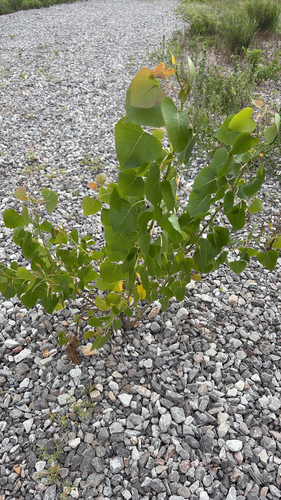 Eastern Cottonwood