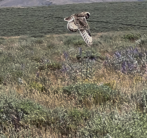 Short-eared Owl observed by via_grace
