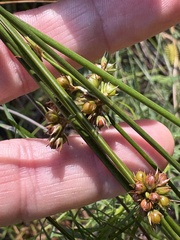 Juncus coriaceus, photograph author not stated, no rights reserved