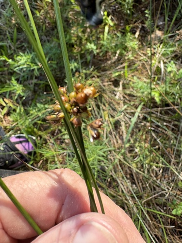 Juncus coriaceus, photograph 3