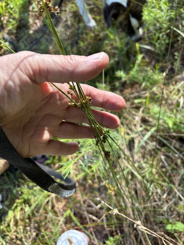 Juncus coriaceus, photograph 4