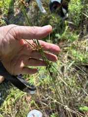 Juncus coriaceus, photograph author not stated, no rights reserved