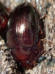 Scaphidema metallicum