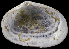 Borniola decapitata