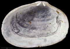 Borniola decapitata