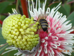 Hakea laurina
