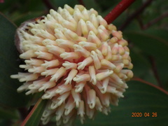 Hakea laurina