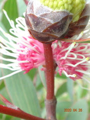 Hakea laurina