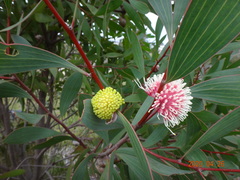 Hakea laurina