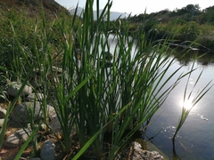 Typha domingensis