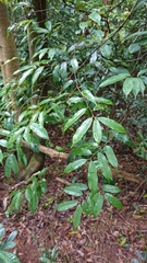 Prunus spinulosa