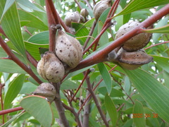 Hakea laurina