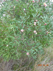 Hakea laurina