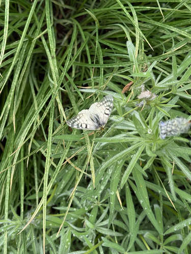iNaturalist observation photo of Clodius Parnassian