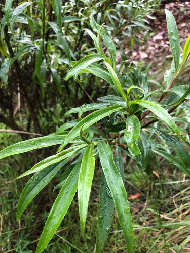 Barkleyanthus salicifolius, 2026-06-27