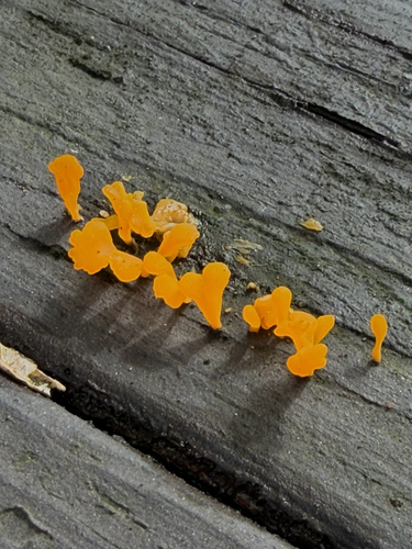 Dacryopinax, 2026-07-16