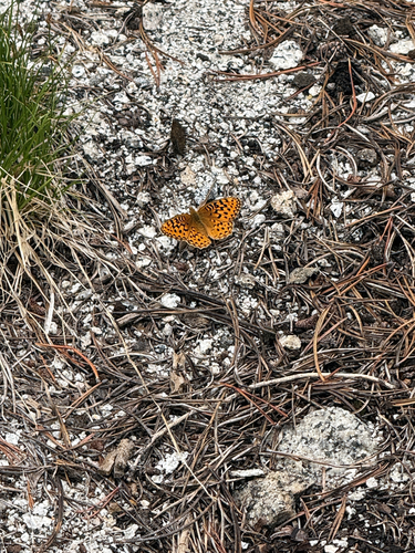 iNaturalist observation photo of Great Basin Fritillary