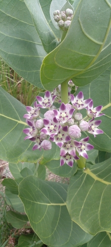 giant milkweed