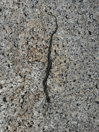 iNaturalist observation photo of Western Terrestrial Garter Snake