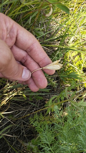 Tulipa uniflora, photograph 6