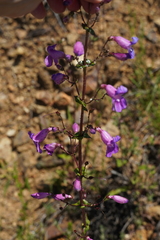 Penstemon spectabilis spectabilis