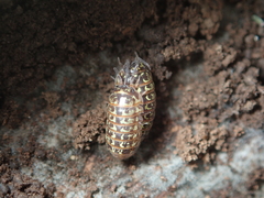 Armadillidium pictum