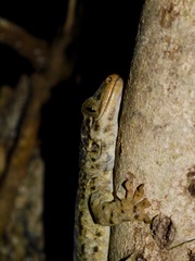 Hoplodactylus duvaucelii