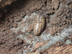 Armadillidium pictum