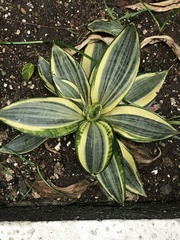 Agave rhodacantha