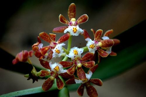 Gastrochilus dasypogon, 2015-09-12
