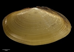 Hiatula siliquens