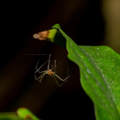 Leucauge celebesiana