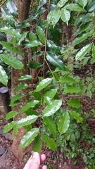 Prunus spinulosa