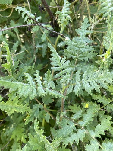 iNaturalist observation photo of caterpillar scorpionweed