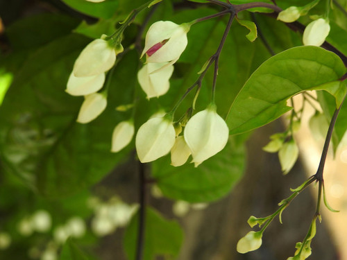 Clerodendrum thomsoniae image