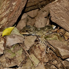Hoplodactylus duvaucelii