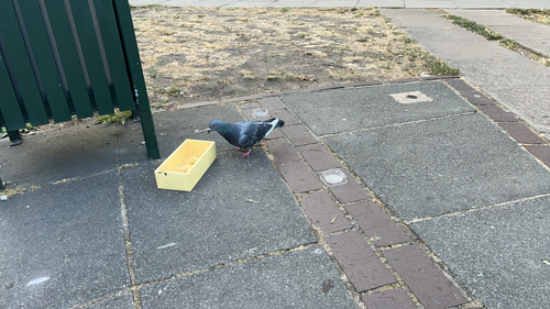 Feral Pigeon
