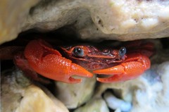 Geograpsus stormi